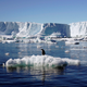 A penguin stands atop a block of melting ice in East Antarctica. (Reuters/Pauline Aski)